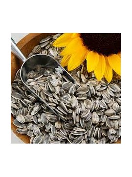 ΗΛΙΟΣΠΟΡΟΣ ΜΕ ΑΛΑΤΙ