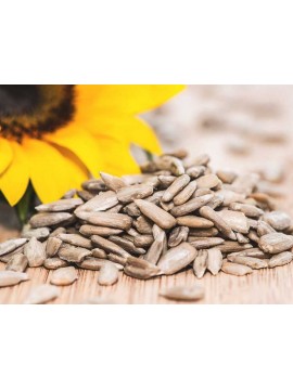 ΗΛΙΟΣΠΟΡΟΣ ΨΙΧΑ