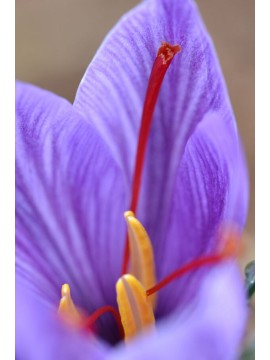 ΕΛΛΗΝΙΚΟΣ ΧΡΥΣΟΣ