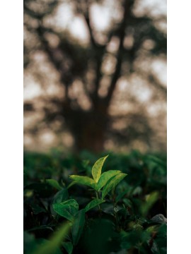 SENCHA BIO